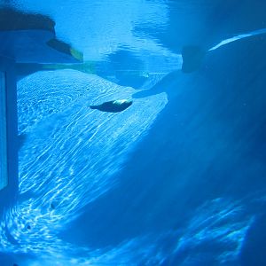 Wild Seas - Melbourne Zoo June 2013