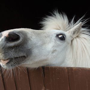 curious horse