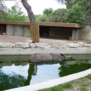 Indian Rhino, June 2013