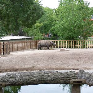 Indian Rhino, June 2013