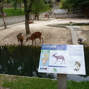 Sitatunga, June 2013
