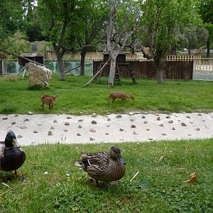 Reeves's Muntjac, June 2013