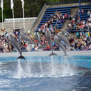 Dolphin Show, June 2013