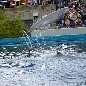 Dolphin Show, June 2013