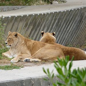 Barbary Lions, June 2013
