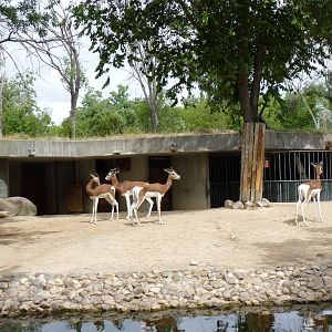 Mhorr Gazelle, June 2013