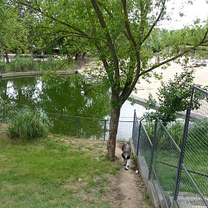 Giant Anteater, June 2013