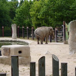Asian Elephant, June 2013