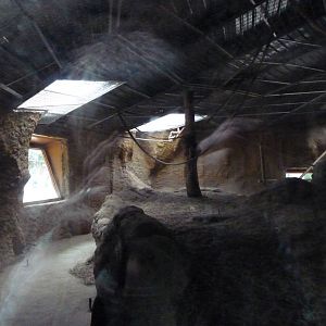 Bornean Orangutan House, June 2013