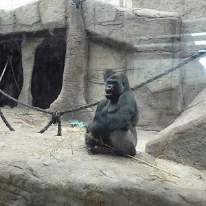 Malobo, Silverback Gorilla, June 2013