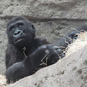 Infant Gorilla, June 2013
