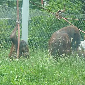 Bornean Orangutans, June 2013