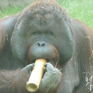 Bornean orangutan, June 2013