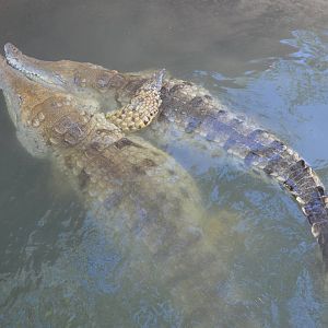 Orinoco Crocodiles