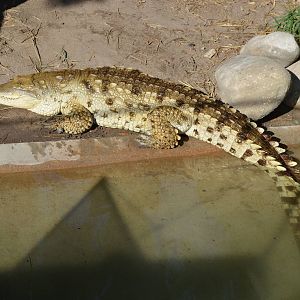 Orinoco Crocodile
