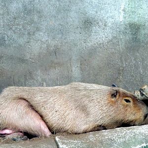 Assiniboine Park Zoo 05.2013