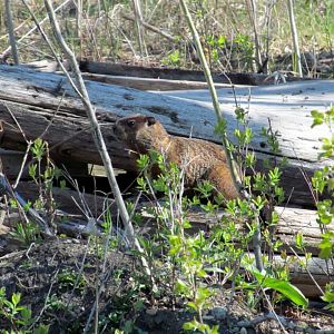 Assiniboine Park Zoo 05.2013