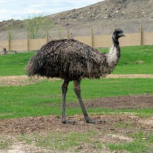 Assiniboine Park Zoo 05.2013
