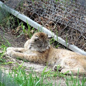Assiniboine Park Zoo 05.2013