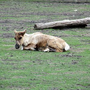 Assiniboine Park Zoo 05.2013