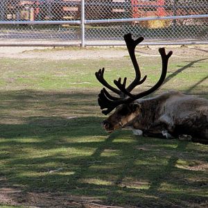 Assiniboine Park Zoo 05.2013