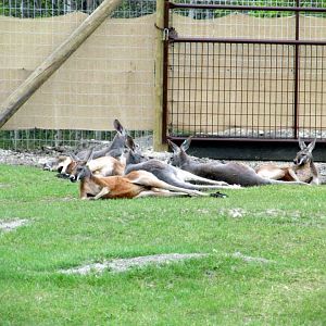Assiniboine Park Zoo 05.2013