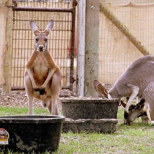 Assiniboine Park Zoo 05.2013