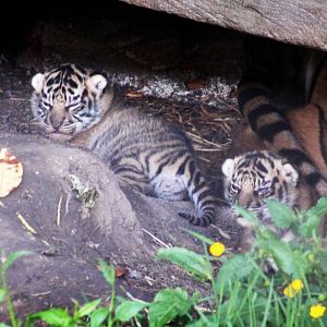 Sumatran tiger cubs