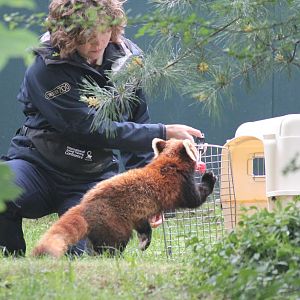 Red Panda and Keeper