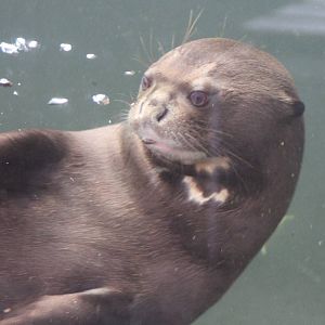 Young giant otter at play