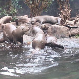 Giant Otters
