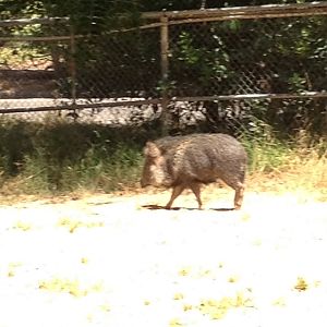 Chacoan peccary