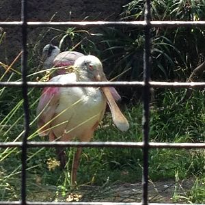 Roseate spoonbill