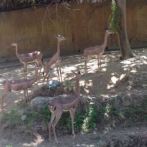 Gerenuk herd