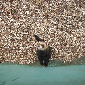 50th Anniversary 18th May 2013