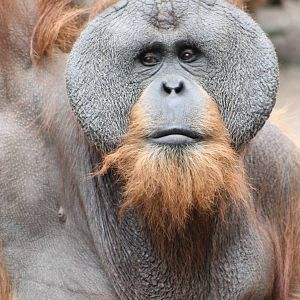 Orang utan adult male