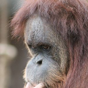 Orang utan