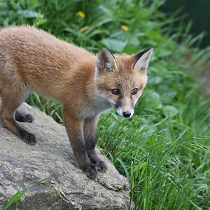 Young Fox