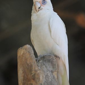 Bare-eyed Cockatoo?