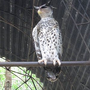 Spot-bellied Eagle Owl
