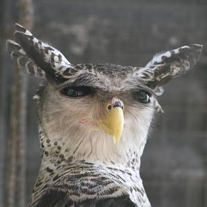 Spot-bellied Eagle Owl