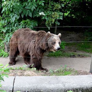 Ursus arctos