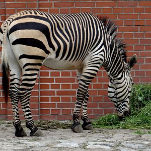 Equus zebra hartmannae