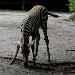 Equus quagga borensis