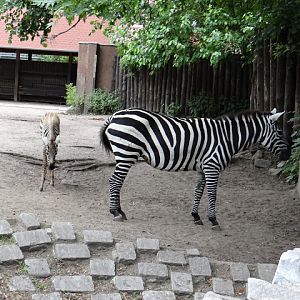 Equus quagga borensis