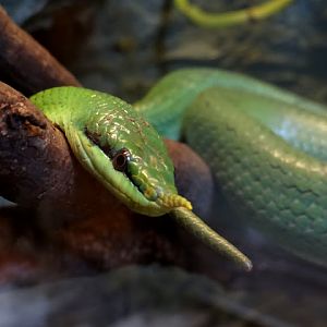 Rhynchophis boulengeri