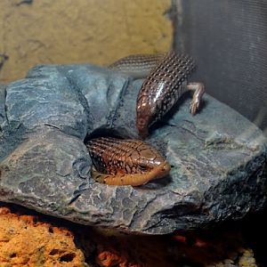 Chalcides o.ocellaus