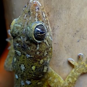 Gekko petricolus