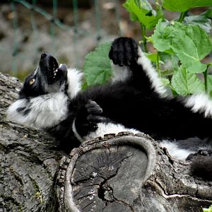 Varecia variegata variegata