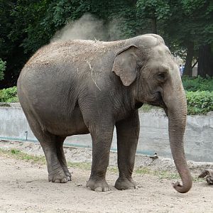 Elephas maximus